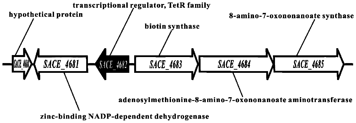 Method for improving yield of erythromycin by modifying saccharopolyspora erythraea SACE_4682 gene