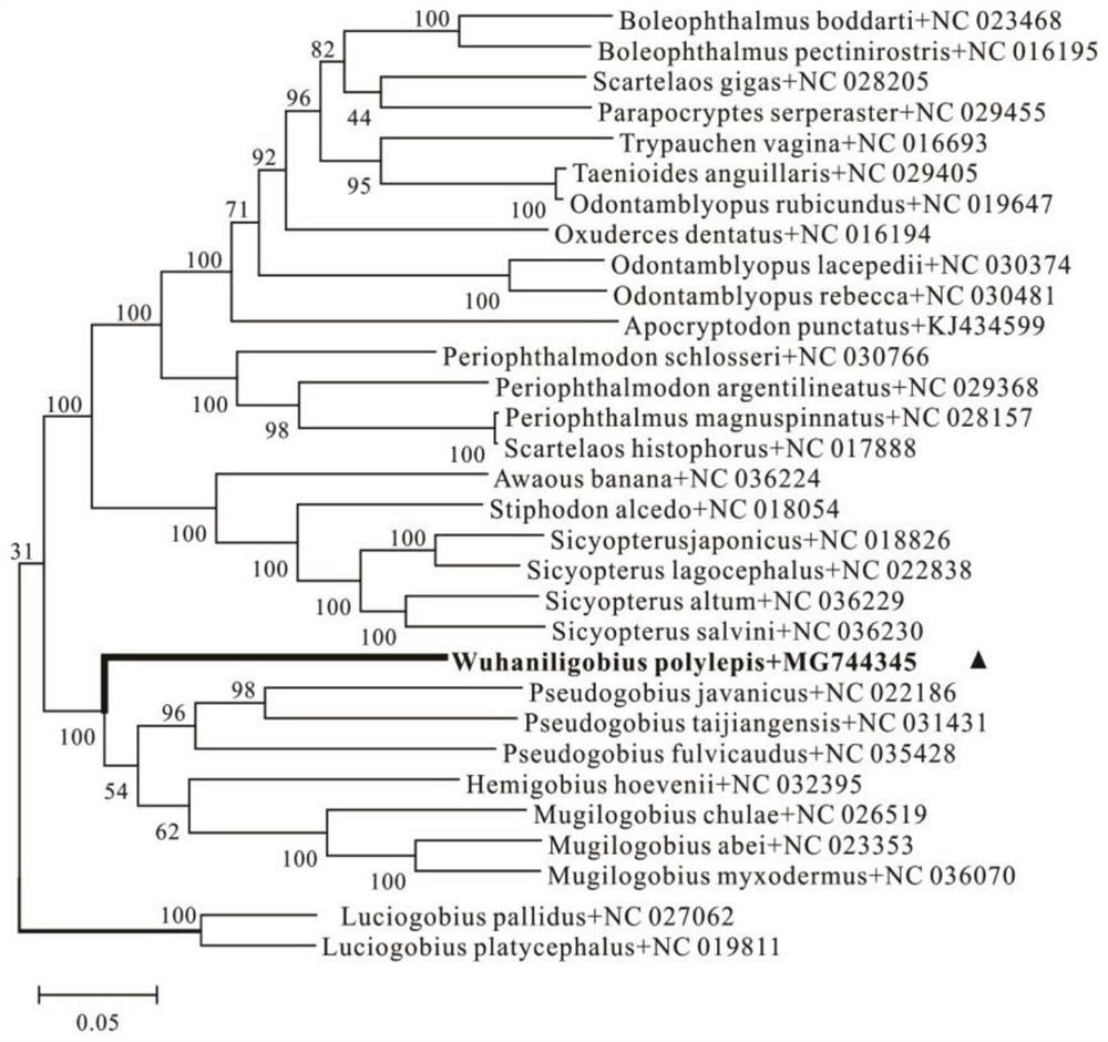 A method for full-sequence primer design and phylogenetic analysis of the complete mitochondrial genome of the multi-scaled mullet goby