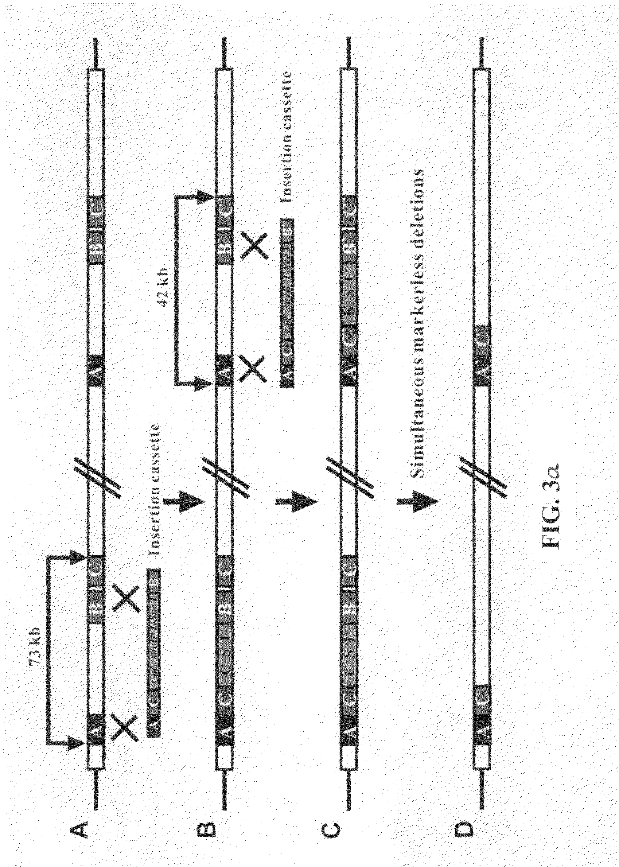 Recombinant vector for deleting specific regions of chromosome and method for deleting specific chromosomal regions of chromosome in the microorganism using the same
