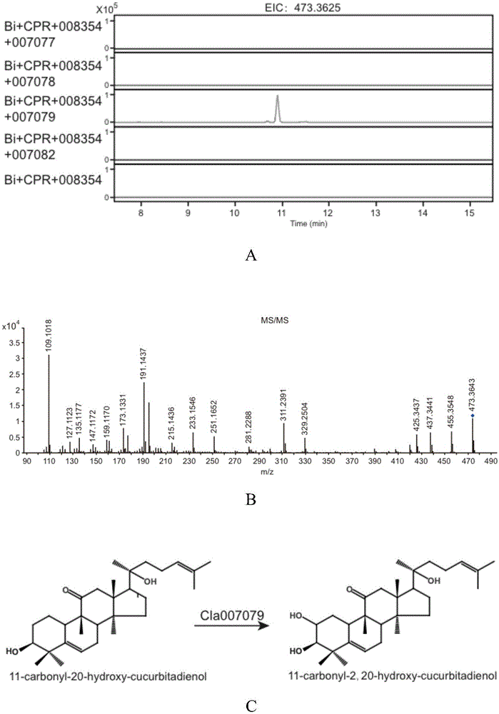Gene cluster participating in synthesis of cucurbitacin E of watermelon and application of gene cluster