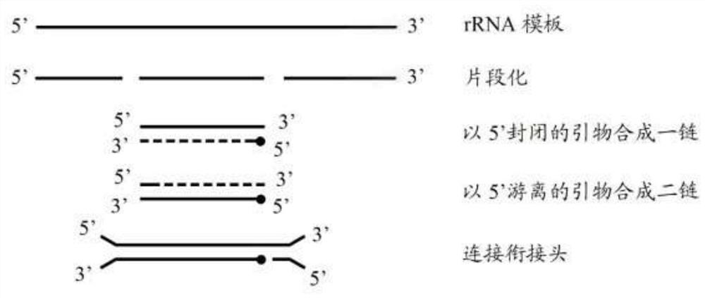 Construction method of rRNA silent RNA library and kit
