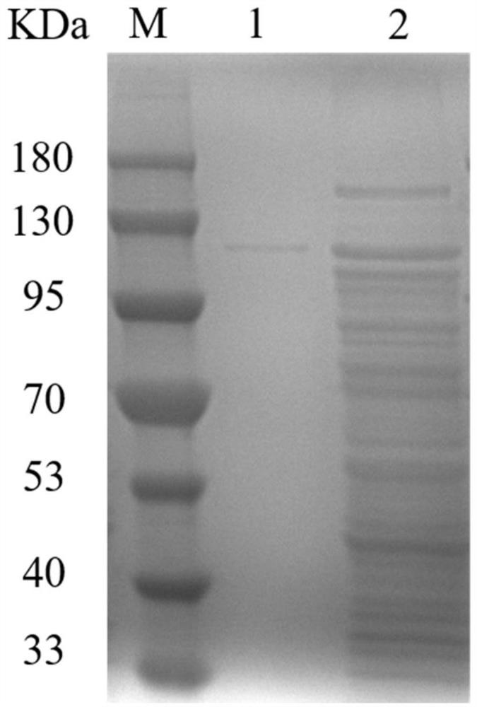 Glucoside hydrolase CmChi3 and application thereof in degradation of hydrolyzed colloid chitin