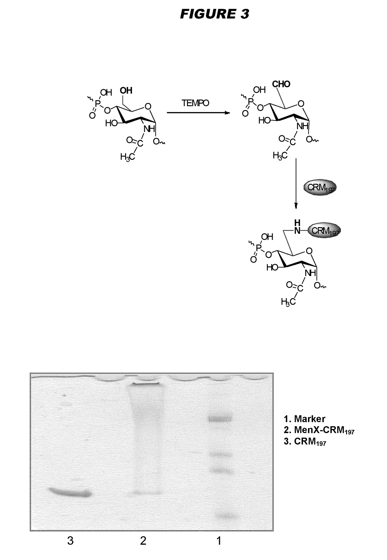 Meningococcus serogroup X conjugate