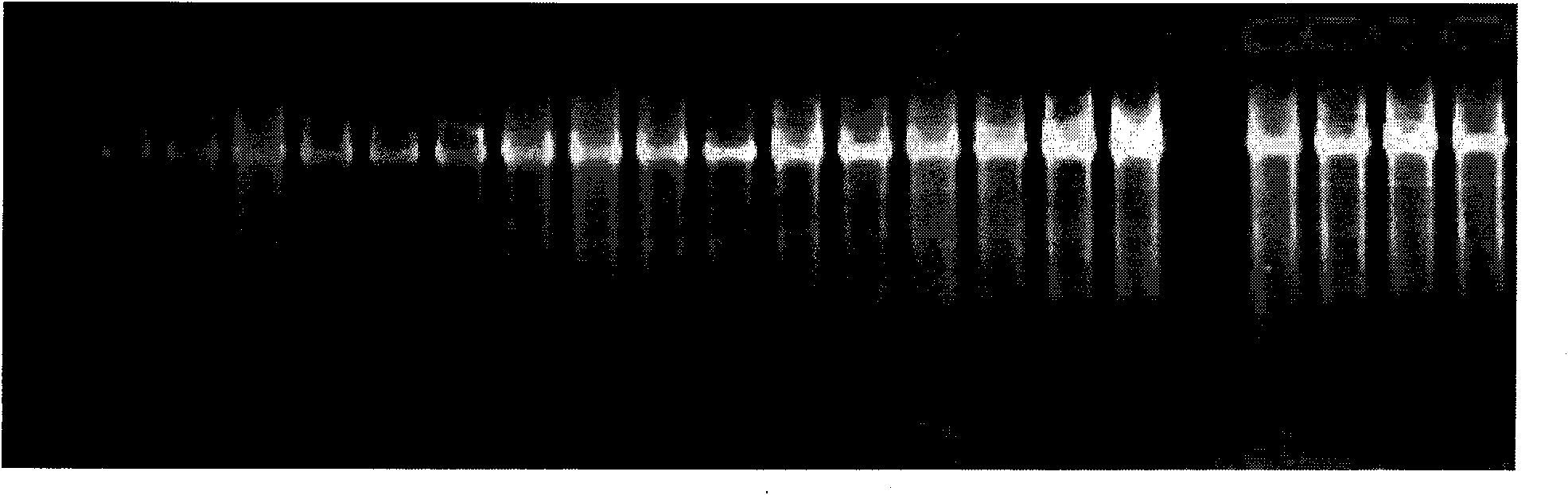 Method for amplifying and typing HLA gene and relevant primer thereof