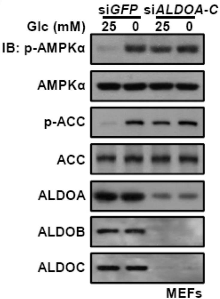 Use of fbp aldolase in the preparation of drugs for activating AMPK