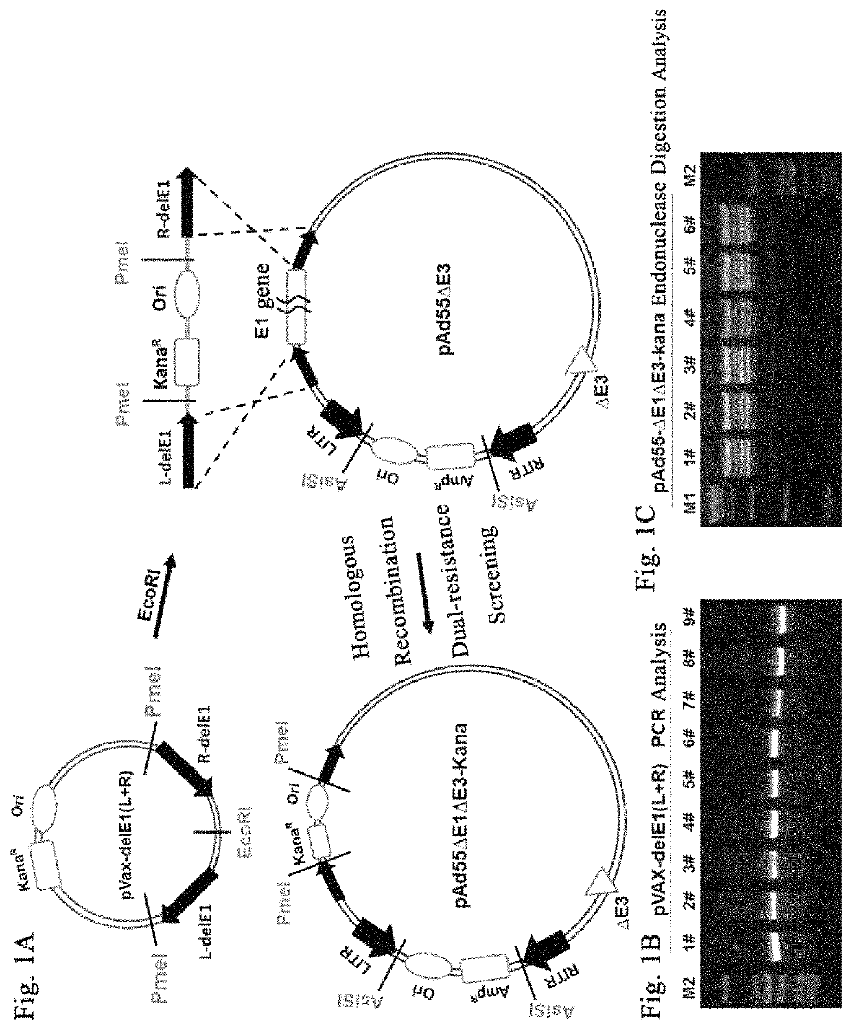 Human type 55 replication defective adenovirus vector, method for preparing same and uses thereof