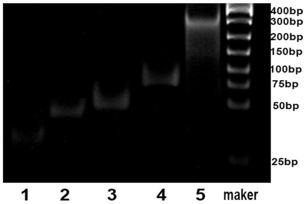 Application of dna carbon dot-silicon nano hydrogel material in the preparation of reagents for fluorescence detection of carcinoembryonic antigen in serum