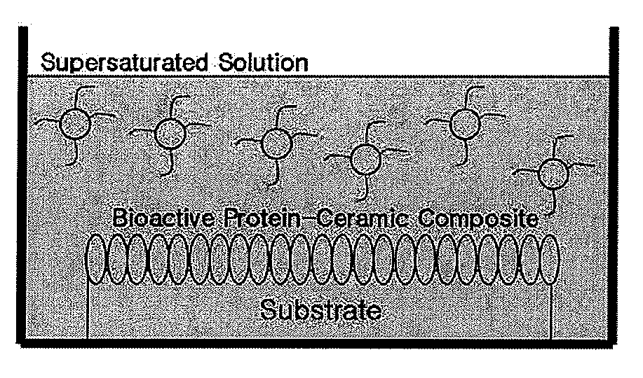 Material and manufacturing method of bioactive protein-calcium phosphate composite