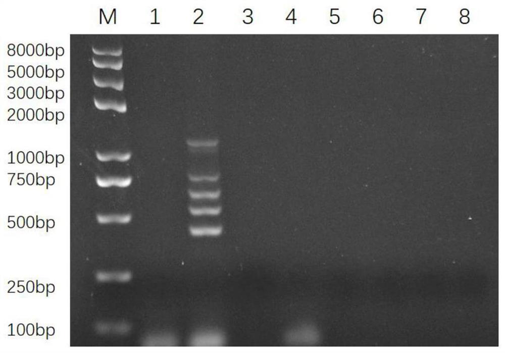 Multiplex PCR primer set, kit and detection method for detecting 5 pili genes of enterotoxigenic Escherichia coli