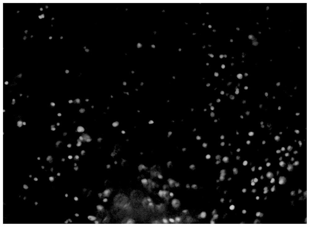 Controllable degradation embryo microsphere and preparation method thereof