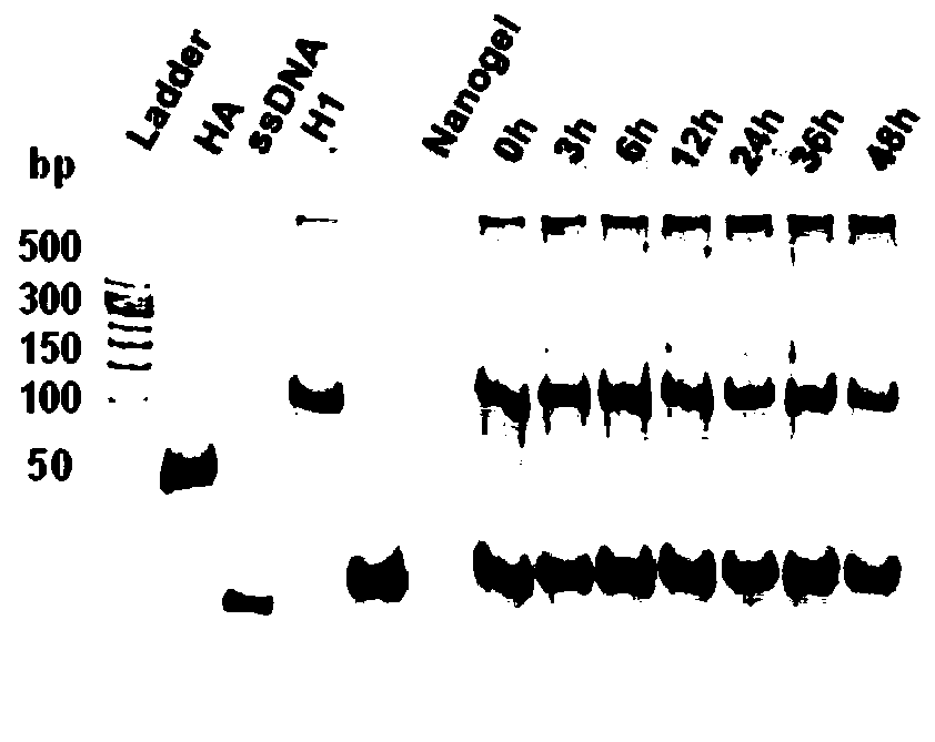 Hybrid nucleic acid drug carrier of DNA and polymer, and preparation method and application thereof