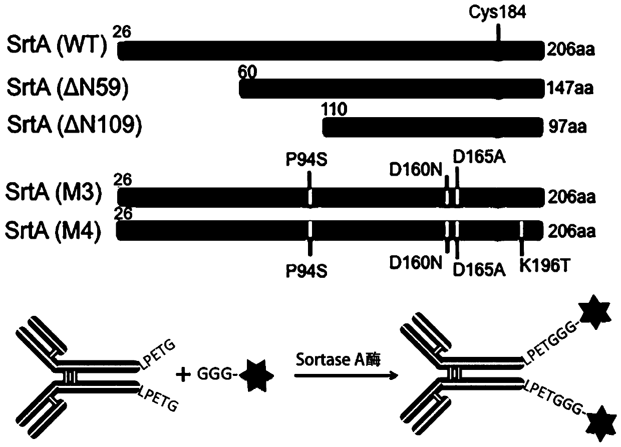 A kind of antibody conjugate drug and its preparation method and application