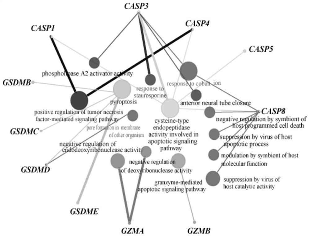 Marker for predicting survival risk, immunotherapy response and pyroptosis inducer applicability of gastric cancer patient and application of marker