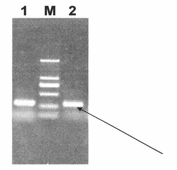 Gene of wintersweet late embryogenesis abundant protein (LEA) and low-temperature resistant application thereof