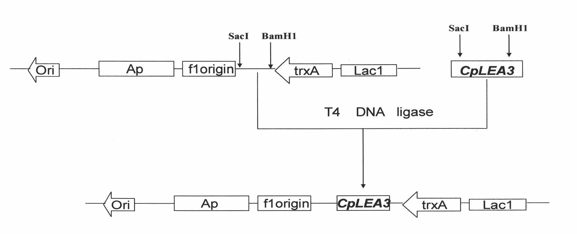Gene of wintersweet late embryogenesis abundant protein (LEA) and low-temperature resistant application thereof