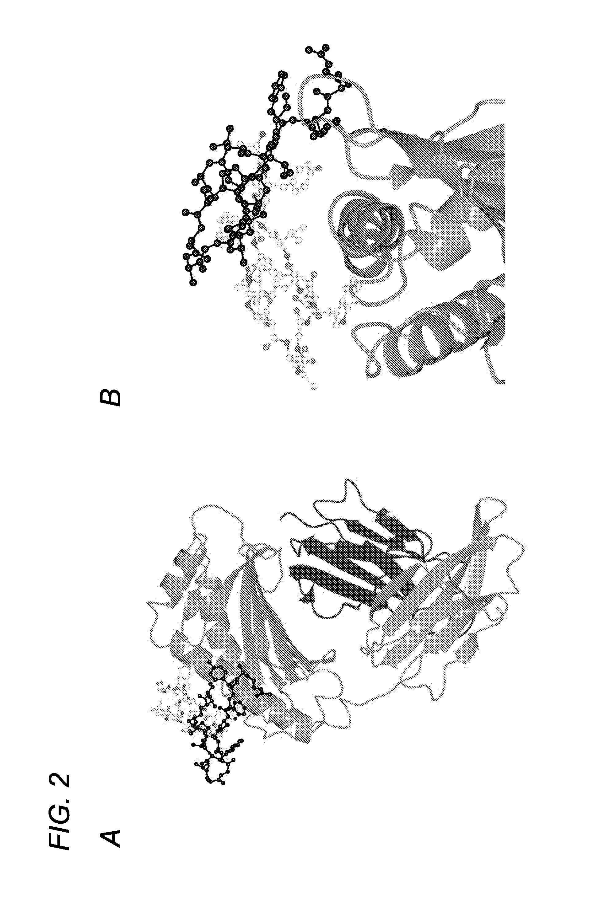 FC RECEPTOR (FcRn) BINDING PEPTIDES AND USES THEREOF