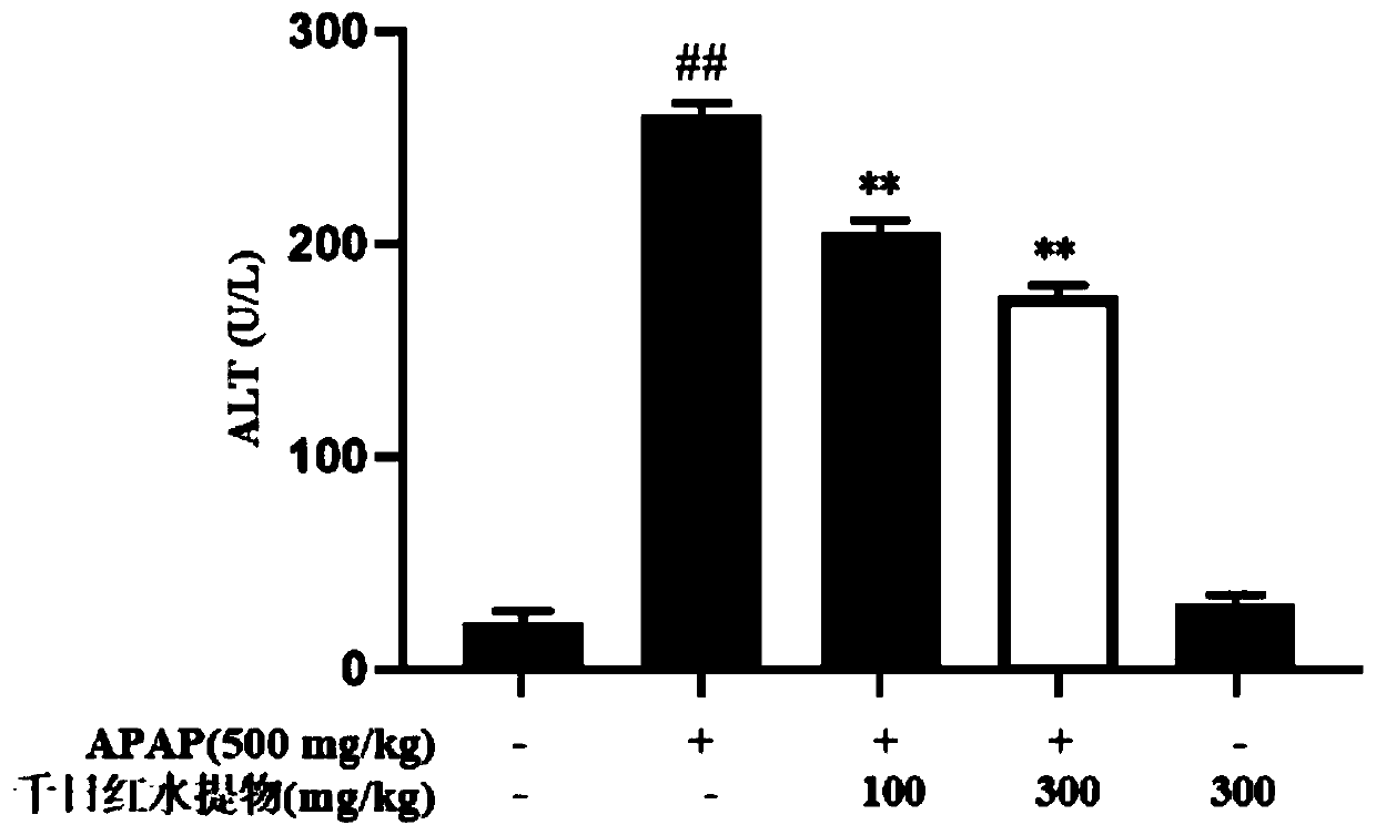 Application of water extract of gomphrena globose to preparation of drugs used for treating acute liver injury of mice
