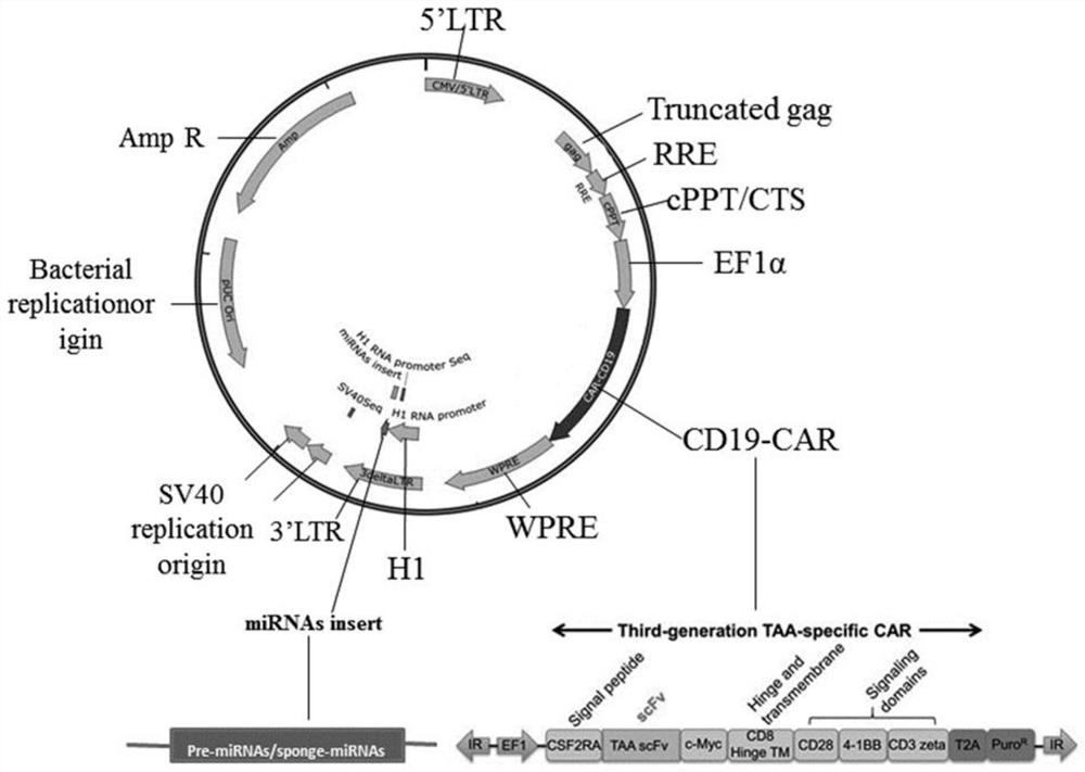 A vector construction method integrating microrna and car functions