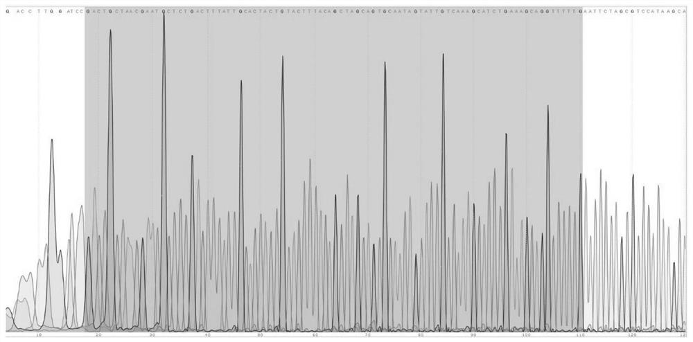 A vector construction method integrating microrna and car functions