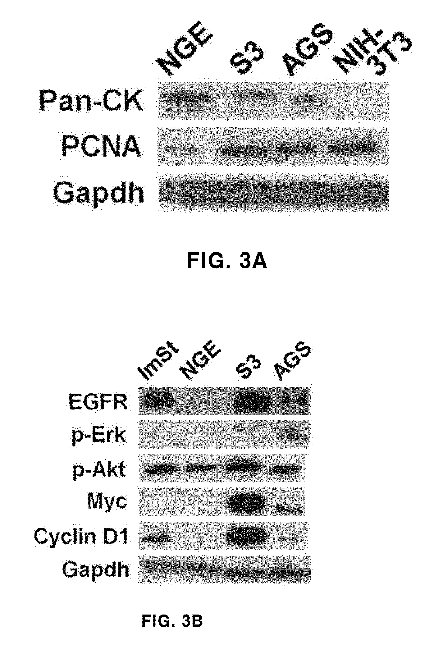 Gastric cancer cell line derived from murine gastric adenocarcinoma lacking p53 and e-cadherin and use thereof