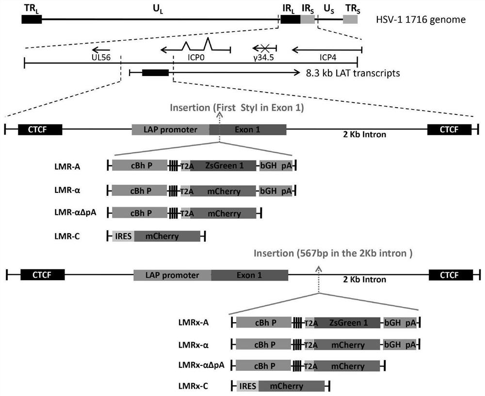 Homologous recombination vector based on HSV-1 as well as target sequence and application of homologous recombination vector