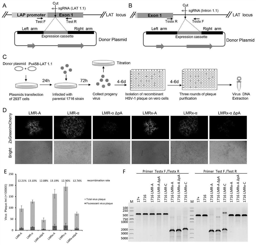 Homologous recombination vector based on HSV-1 as well as target sequence and application of homologous recombination vector