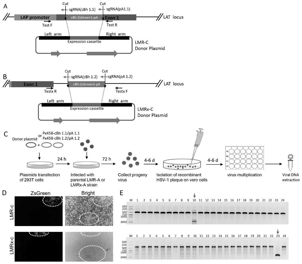 Homologous recombination vector based on HSV-1 as well as target sequence and application of homologous recombination vector