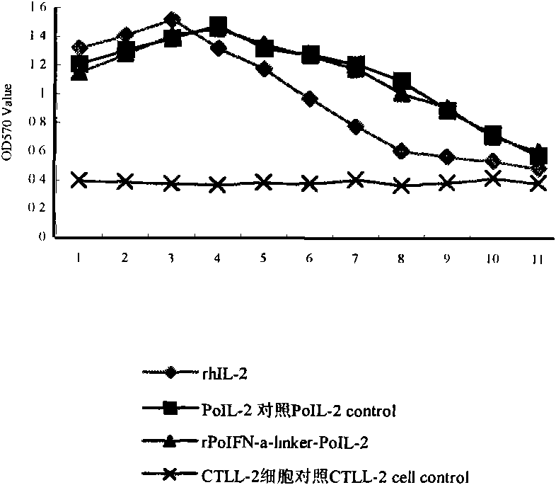 Porcine alpha interferon and interleukin 2 chimeric gene, construction method and protein purification method thereof