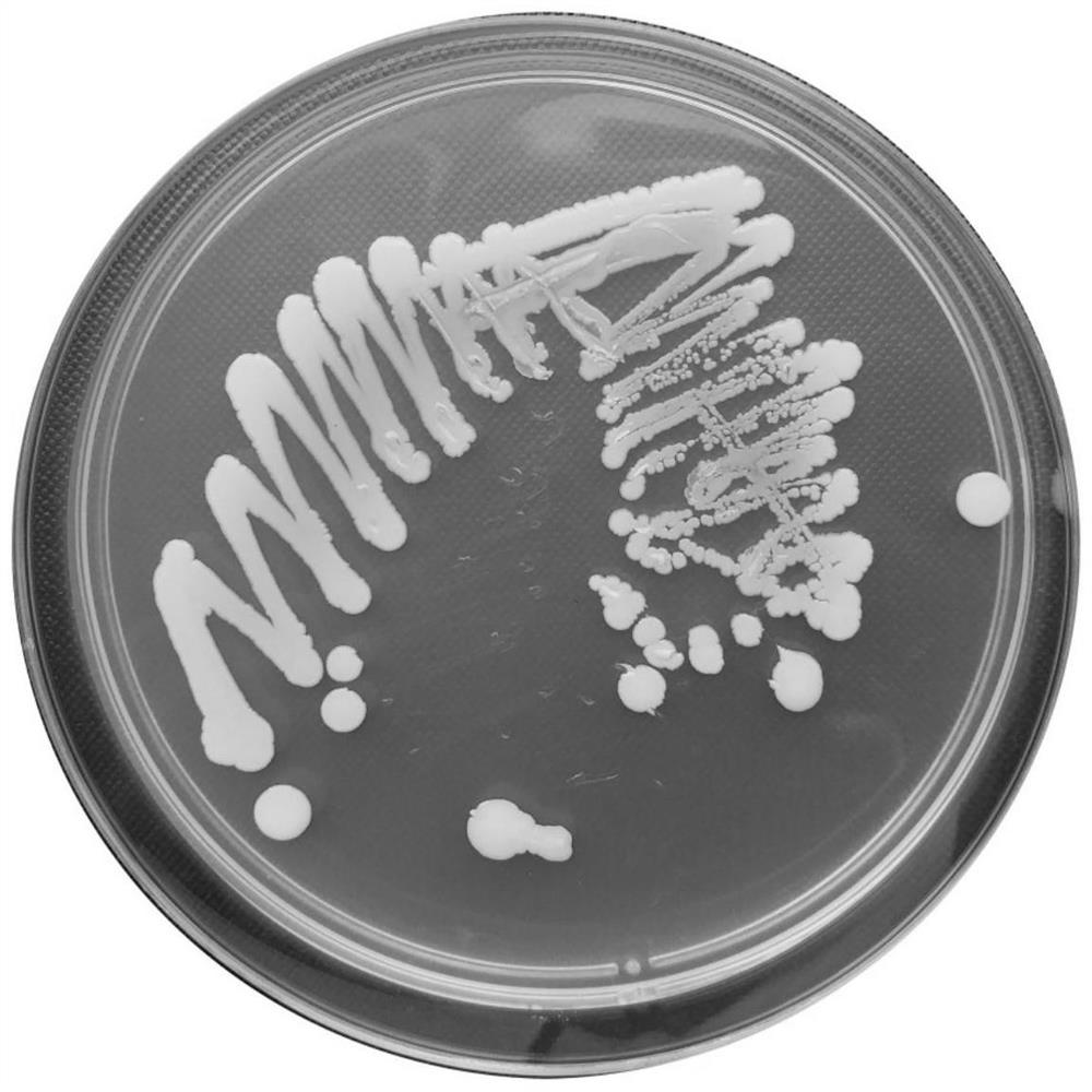 Staphylococcus sciuri CY1-78 and application thereof in preparation of fibrinolysin by fermentation