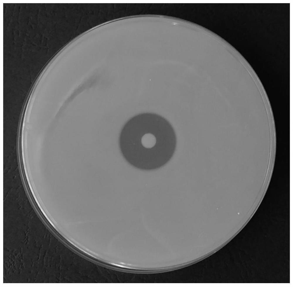 Staphylococcus sciuri CY1-78 and application thereof in preparation of fibrinolysin by fermentation