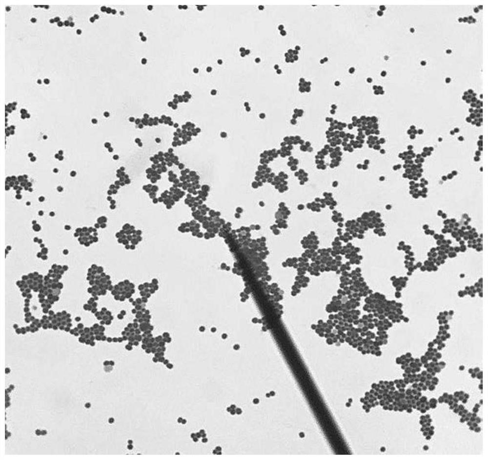 Staphylococcus sciuri CY1-78 and application thereof in preparation of fibrinolysin by fermentation