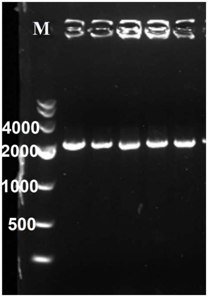 Genetically engineered bacterium for increasing butanedione content and acetoin content in yoghourt and application thereof