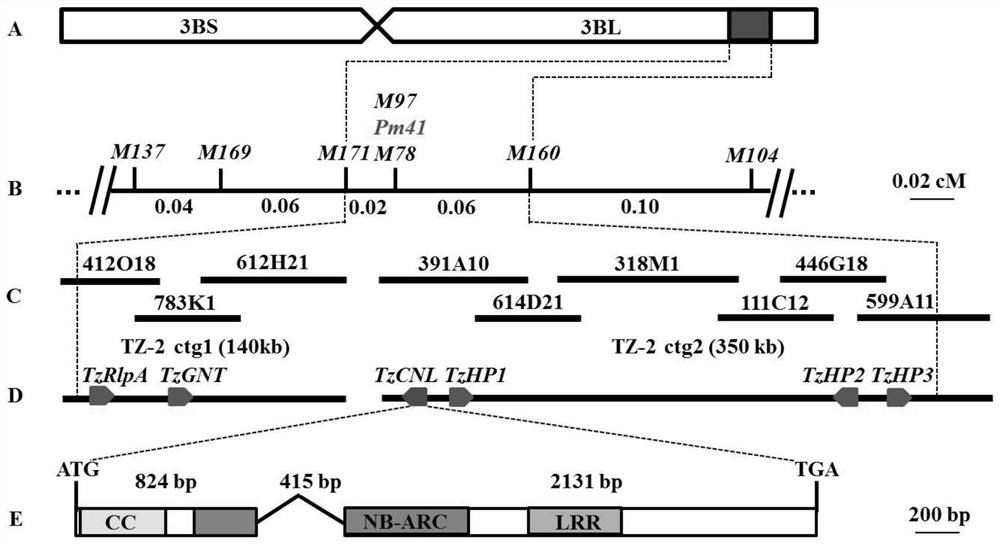 Functional molecular marker of triticum aestivum L. anti-blumeria graminis relevant gene Pm41, and application of functional molecular marker