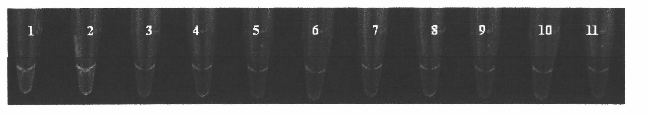 Isothermal amplification assay kit for phosphomannose isomerase