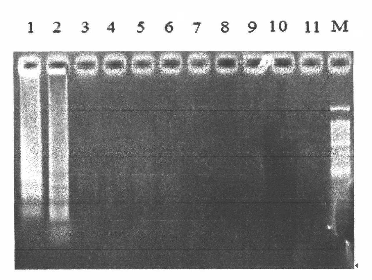 Isothermal amplification assay kit for phosphomannose isomerase