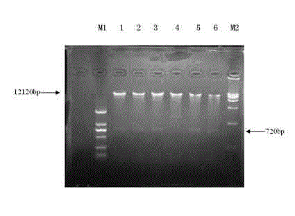 Plant RNA (Ribose Nucleic Acid) interference vector for inhibiting lignin from synthesizing, and construction method and application of plant RNA interference vector