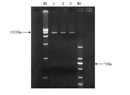 Plant RNA (Ribose Nucleic Acid) interference vector for inhibiting lignin from synthesizing, and construction method and application of plant RNA interference vector