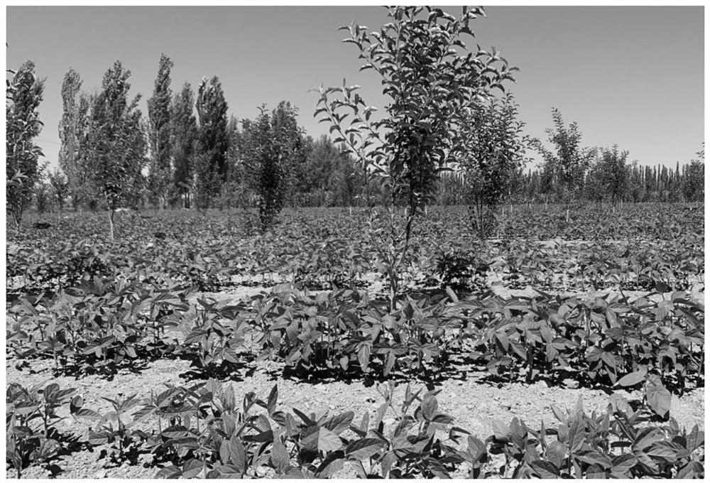 Intercropping planting method for young xantolis stenosepala and soybeans in arid and semi-arid regions
