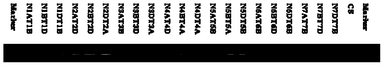 a na  <sup>+</sup> /h  <sup>+</sup> Retrotransporter gene and its application