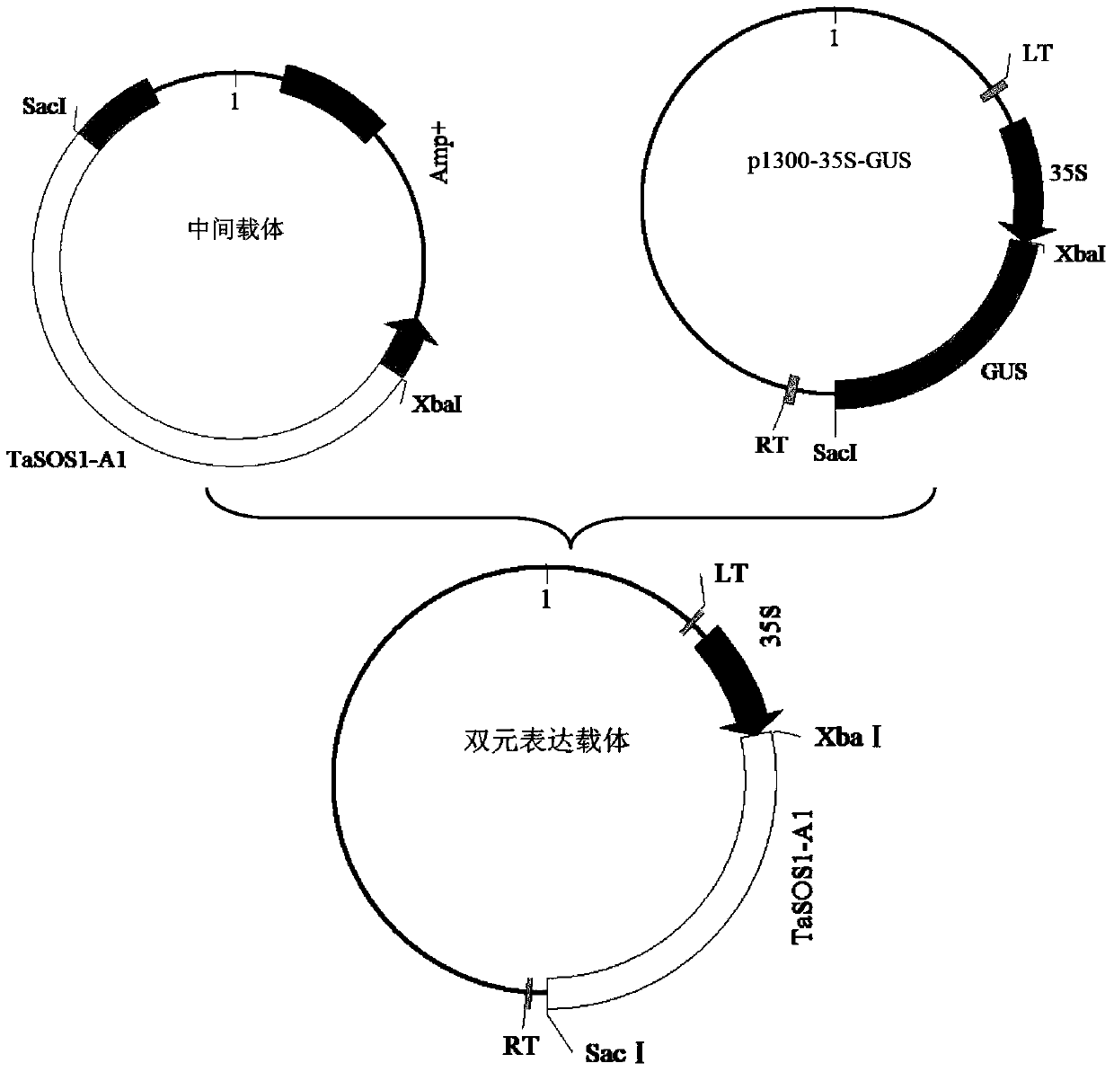 a na  <sup>+</sup> /h  <sup>+</sup> Retrotransporter gene and its application