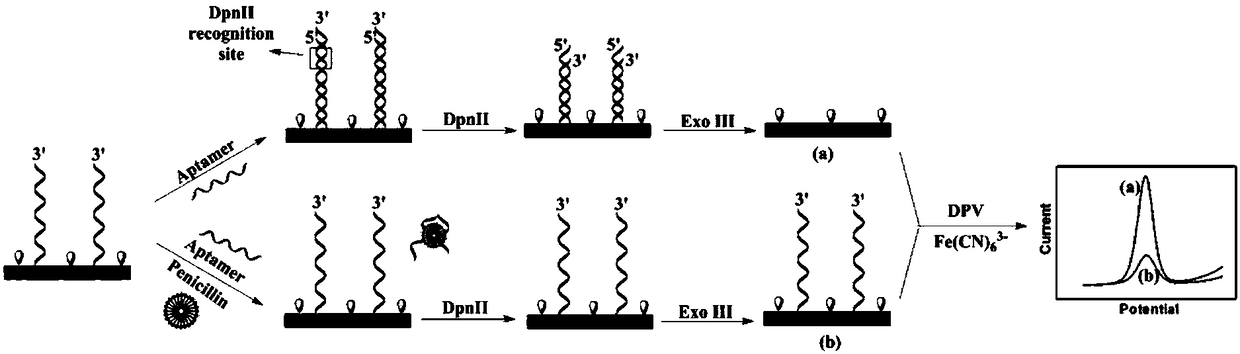 Electrochemical biosensor for detecting ampicillin and preparation method thereof
