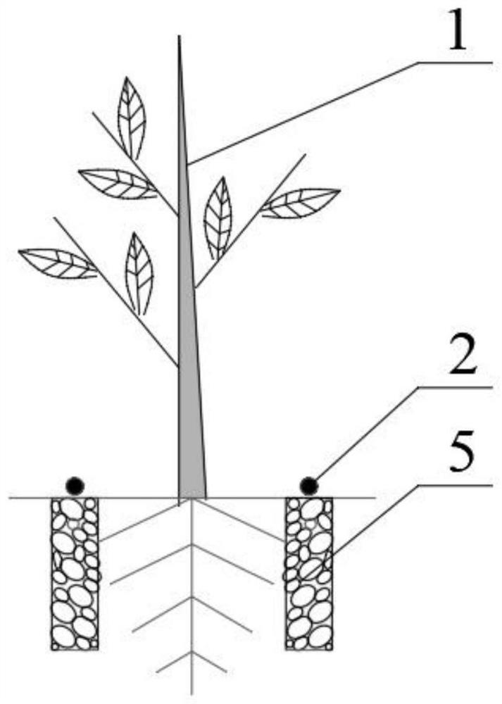 Jujube tree water-saving cultivation method