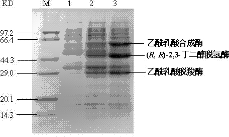 Genetic engineering strain for producing (R, R)-2,3-butanediol, as well as construction method and application thereof