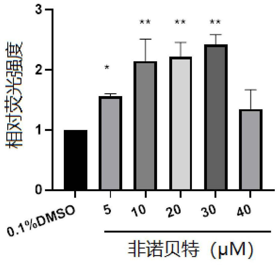 Application of andrographolide in preparation of product for promoting browning of white adipose