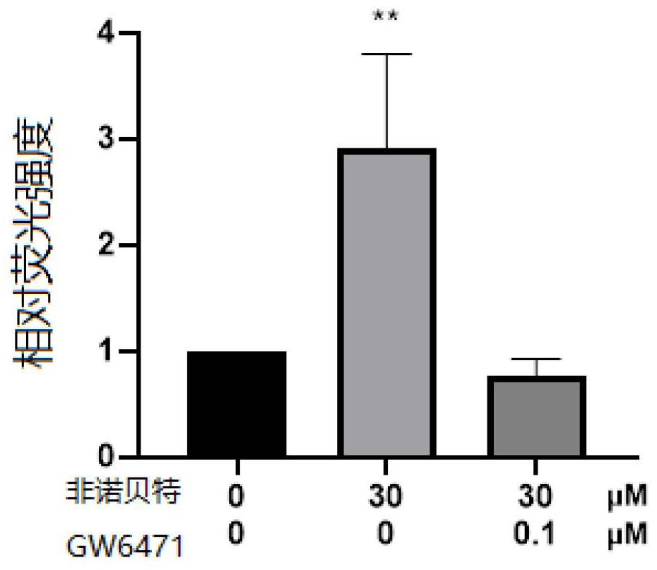 Application of andrographolide in preparation of product for promoting browning of white adipose