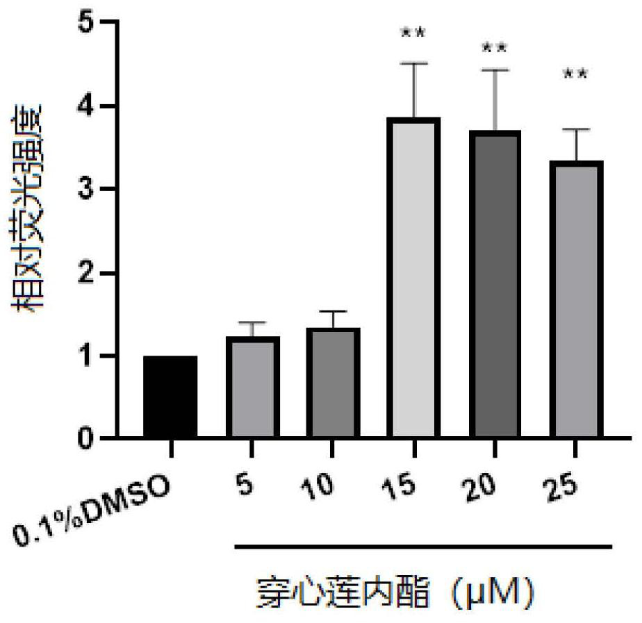 Application of andrographolide in preparation of product for promoting browning of white adipose