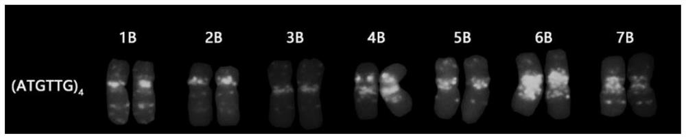 Fluorescence in-situ hybridization probe for identifying group B chromosomes of triticum aestivum as well as design method and application of fluorescence in-situ hybridization probe