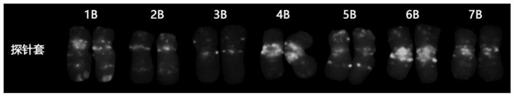 Fluorescence in-situ hybridization probe for identifying group B chromosomes of triticum aestivum as well as design method and application of fluorescence in-situ hybridization probe