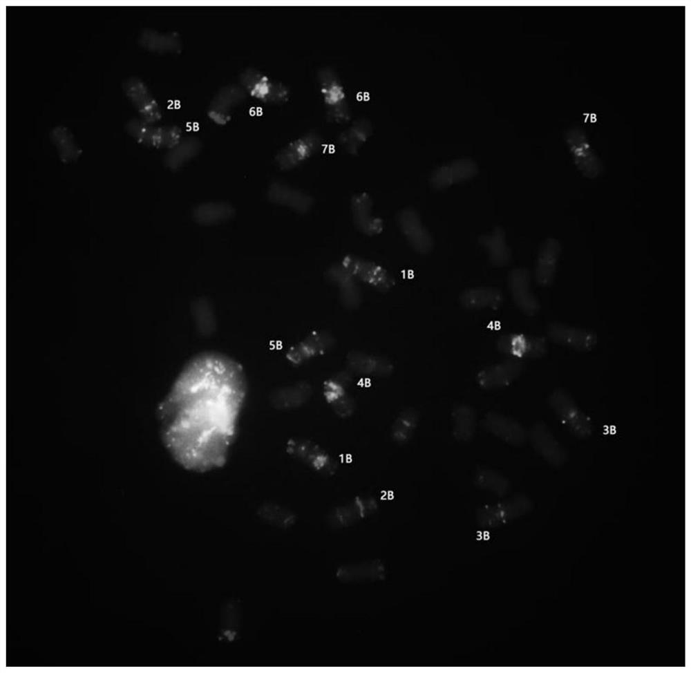 Fluorescence in-situ hybridization probe for identifying group B chromosomes of triticum aestivum as well as design method and application of fluorescence in-situ hybridization probe