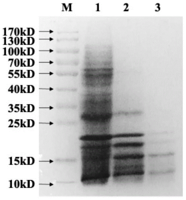 Preparation method of spongia water-soluble peptides